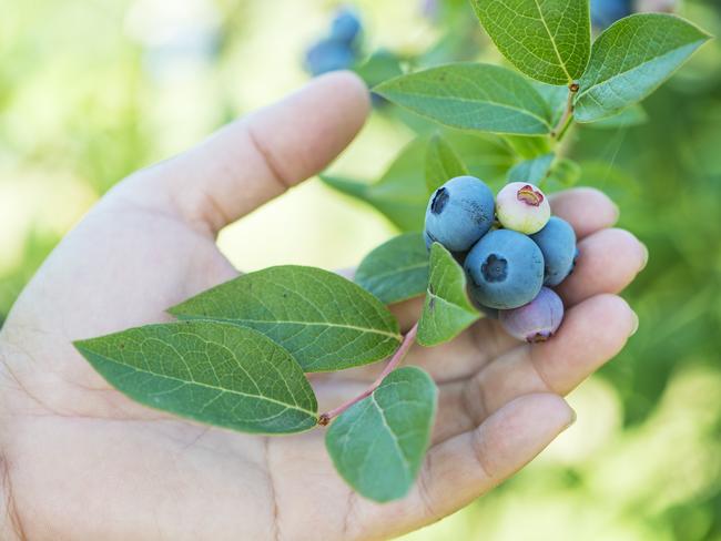 Doesn’t matter which berries you love, they’re all great for you. Picture: Zoe Phillips