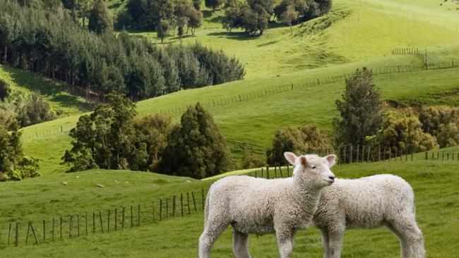 Two lambs grazing on the picturesque New Zealand landscape background. Waikato region.Escape 20 September 2023101Photo - Getty Images