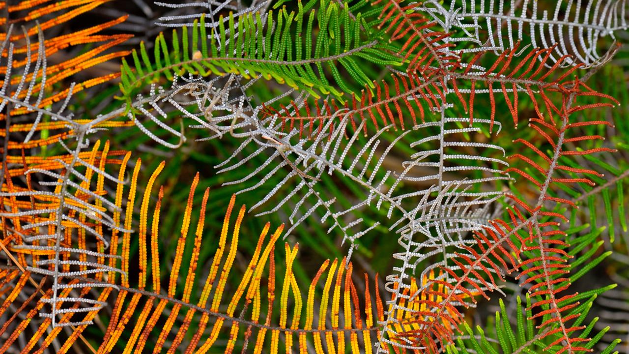 THE COLOR OF THE FERNS Javier Herranz Casellas, Spain Abel Tasman National Park, New Zealand