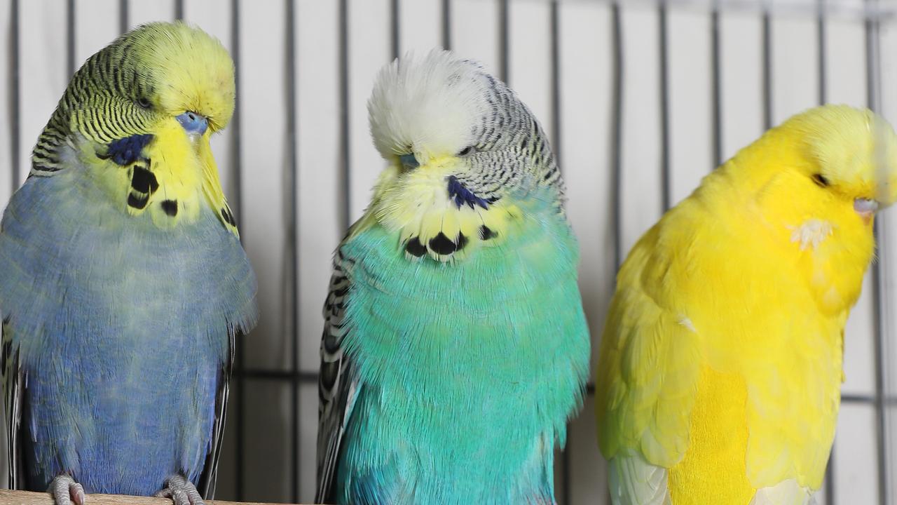 Budgie price cheap