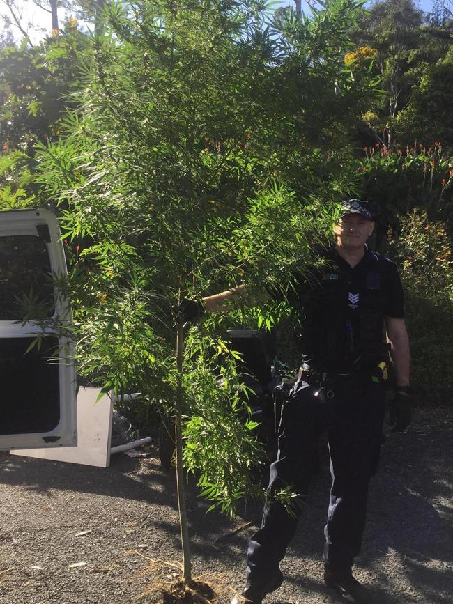 The plant was taller than police officers on scene.  