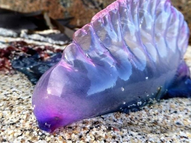 Poisonous Portuguese Men O'War, or bluebottles, are washing up on beaches in the UK. Picture: Twitter/@NCISTIVES