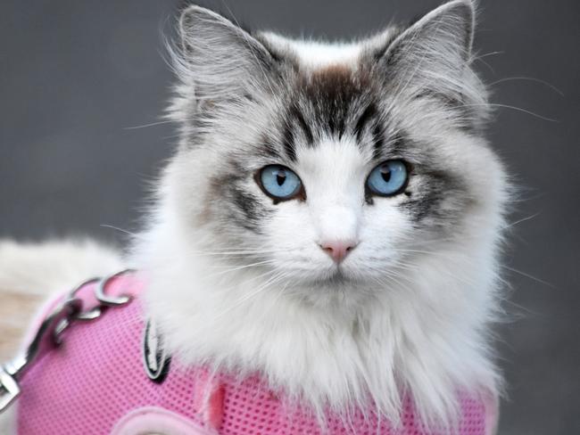 SMARTdaily pets. Pretty cat with blue eyes wearing harness. Picture: iStock