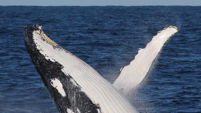 Humpback whales are already heading up the Queensland coast. File photo.