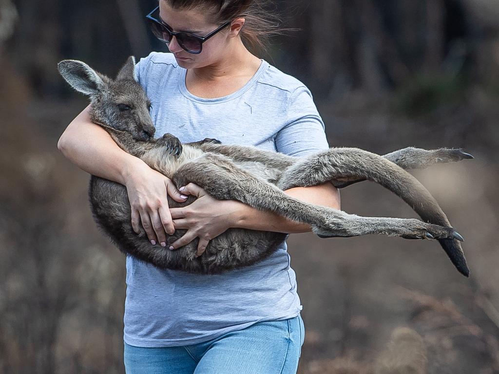 Many animals have only made it to safety thanks to volunteers like Tilly Croxford (pictured), carrying a small kangaroo to safety in the aftermath of the Ferntree Gully fires. Picture: Jason Edwards