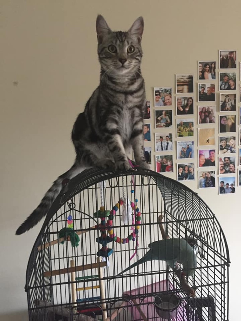 Wilson. King of the cage!. Picture: Elyse Vidler. Coolest Cat photo competition. Quest Community News and Courier Mail RBH