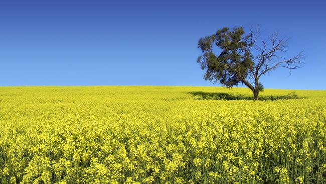 Nufarm unveiled a fall in full-year profit. But its seed technology platform was strong
