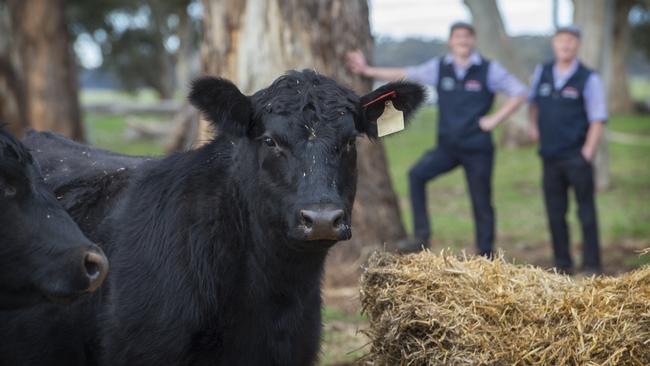 Taking control: Jackson Dargaville and his father, David, run and operate a beef farm, which they established purely to service their in-town butcher in Ballarat, taking control of the 'paddock to plate' narrative. Picture: Zoe Phillips