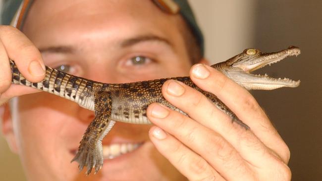 2003: Shaun Moroney with a six-month-old saltwater crocodile at Billabong Sanctuary.