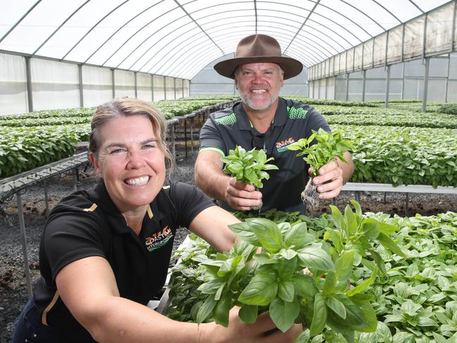 Belinda Frentz and brother Nathan Moss tending  to their crop in a greenhouse at her farm at Gilston. . She's filed a DA with the Gold Coast City Council to build a giant greenhouse that will be over twice the size with a design inspired by the Sydney Opera House . Picture Glenn Hampson