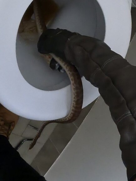 Tim Hudson caught and relocated this spotted python from a toilet in Burleigh last month.
