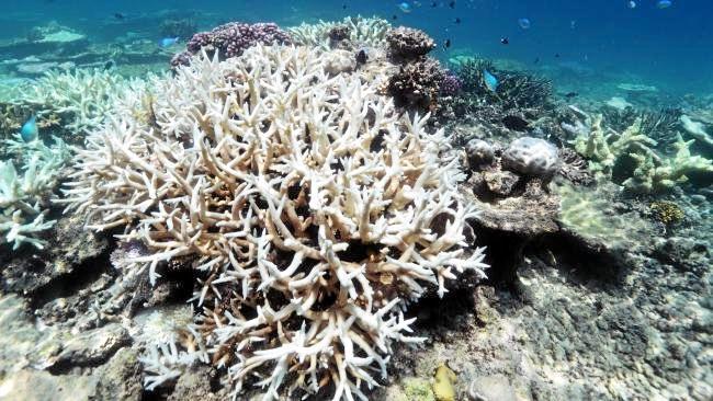 The impact of unprecedented back-to-back coral bleaching at two shallow Reef sites off Port Douglas. Picture: Lachie Millard