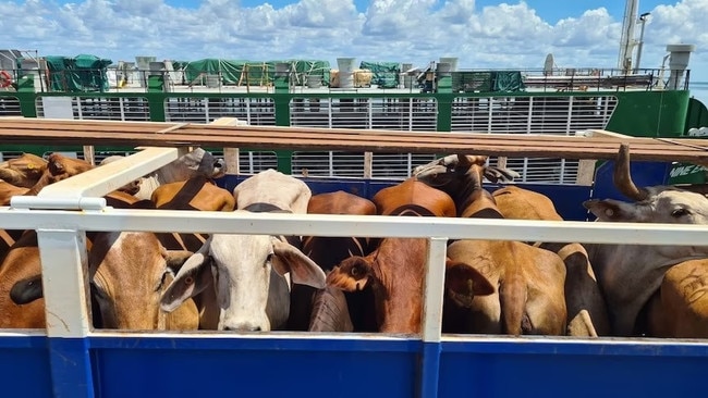 Live cattle beingloaded at Darwin Port.