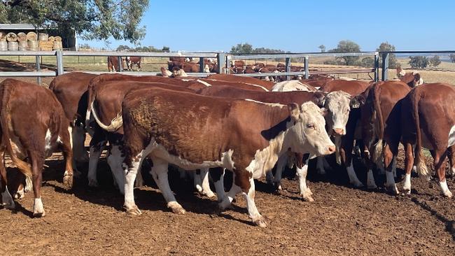 Talgarno Park Hereford herd will be dispersed.