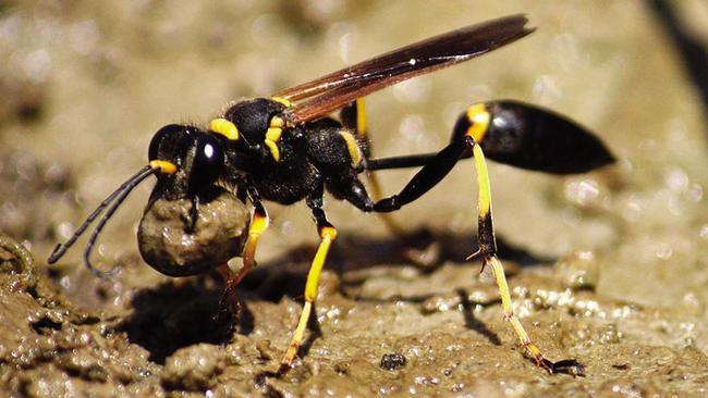 Mud wasps can build a nest capable of blocking a Pitot tube within just 20-minutes. Picture: Kira Westaway.