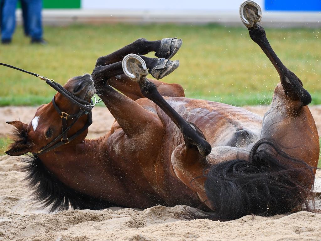 Last year’s Melbourne Cup winner Cross Counter is trying to go back to back. (AAP Image/Vince Caligiuri)