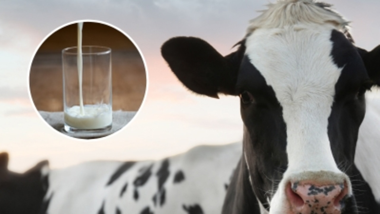 All the opening milk prices dairy farmers need to know