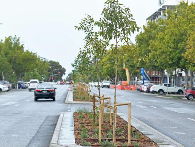 04/02/21 - Gum trees on Grote st in the city. Cr Alex Hyde trying to relocate 97 new gum trees that have been planted on Grote and Prospect Roads to the parklands over fears when they mature they could drop limbs on road.Picture: Tom Huntley