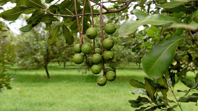 INNAUGURAL EVENT: The first ever national macadamia nursery event is being held in Bundaberg today. Picture: Mike Knott BUN171115NUT10