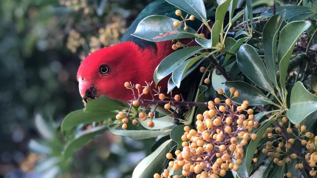 ‘I am waiting for the king parrots to make their seasonal visit.’