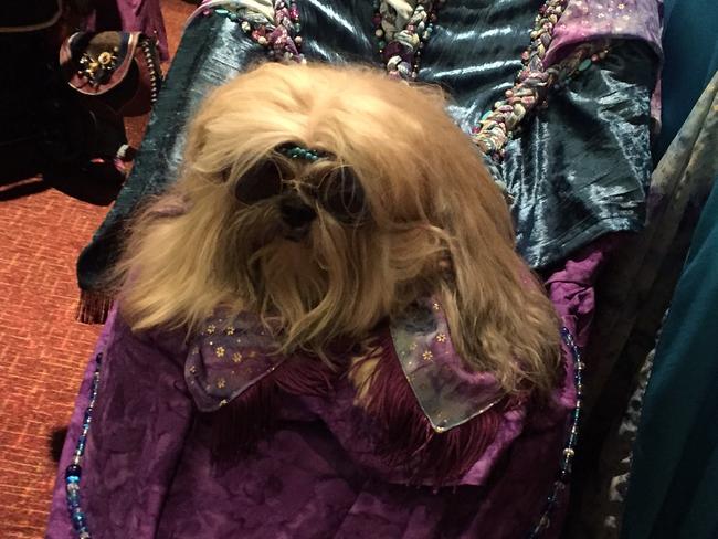 A pretty groovy canine.