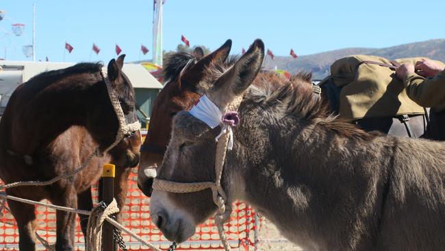 A donkey enjoys a quick reprieve after a busy morning. Photo: Laura Hooper.