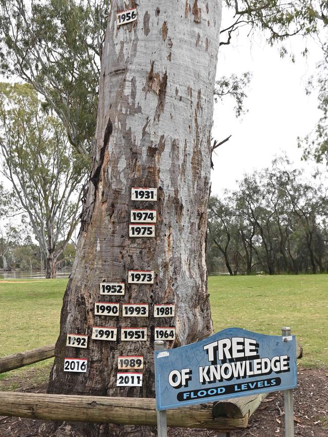 The Tree of Knowledge showing flood levels over the years at Loxton. Picture: Keryn Stevens