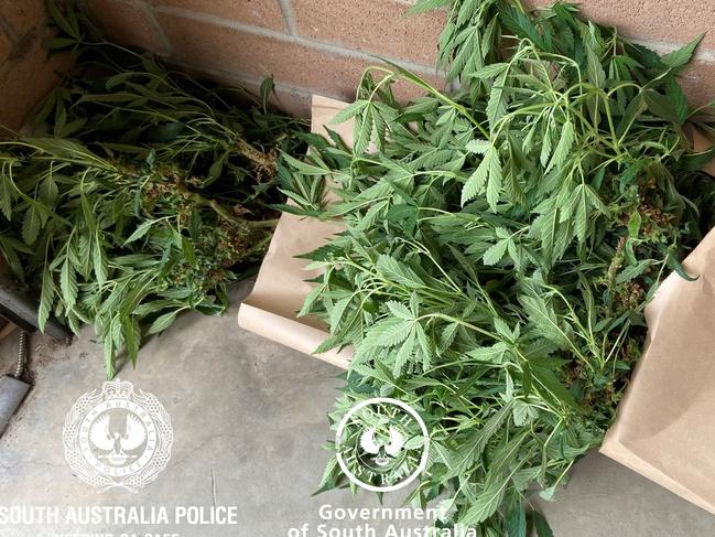 Cannabis found during a search at Wallaroo Picture: SA Police