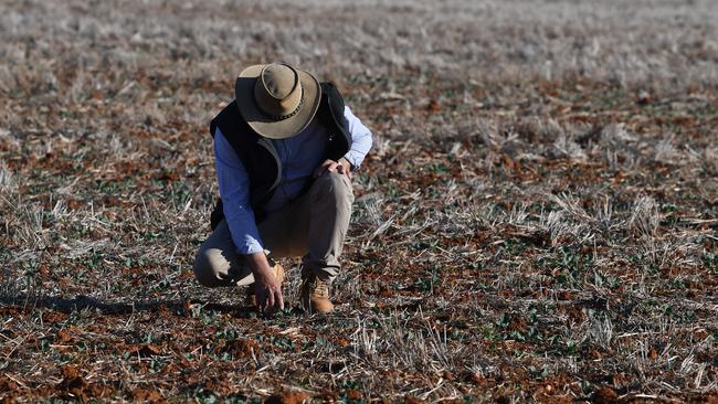 A farmer walks across his failed Canola crop near Parkes in NSW.