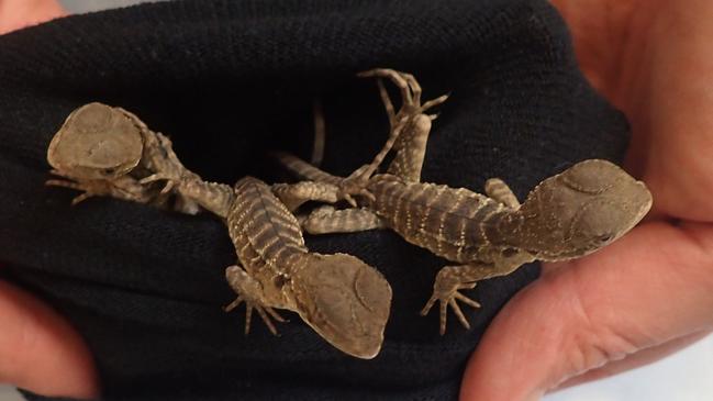 Three baby eastern water dragons were among the lizards smuggled by the tourist.