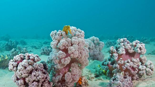 A seahorse hiding in a cluster of Cauliflower Coral. Photo: Dr David Harasti.