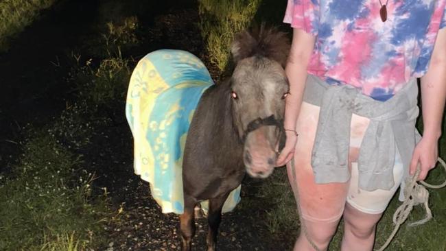 The Jimboomba community came together to rescue four miniature horses.