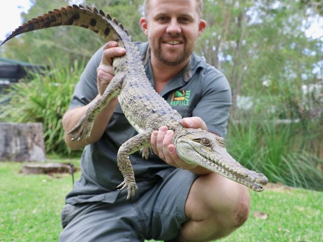 A metre-long freshwater crocodile, suspected to be an illegal pet, has been found lounging in the back of a Umina property. Picture: Australian Reptile Park