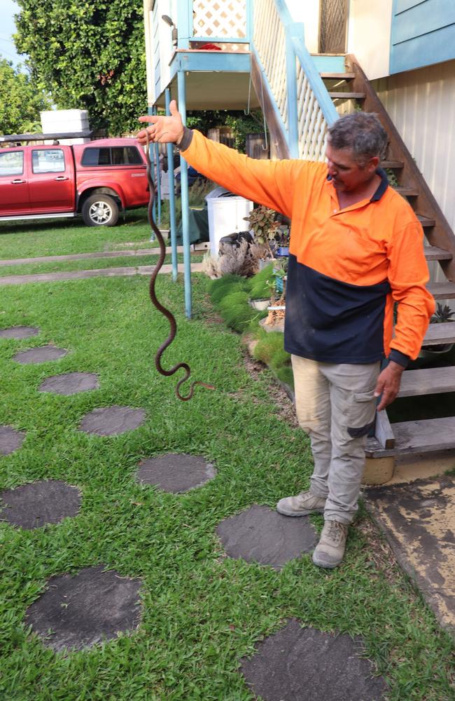 Mr Humphreys snake collection has grown to about 300. Photo: Luke lay