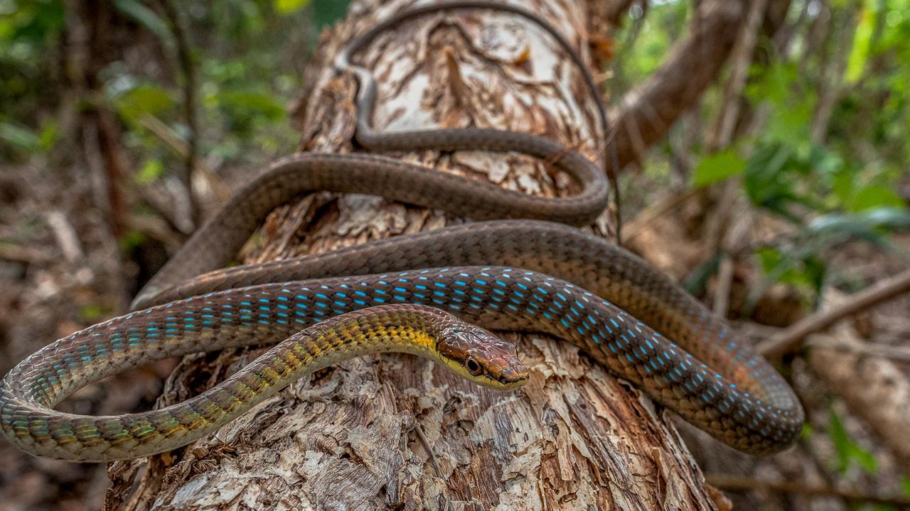 Outback in Focus photography competition finalist. Green tree snake photographed by Jiri Herout at Iron Range National Park in Cape York Peninsula.