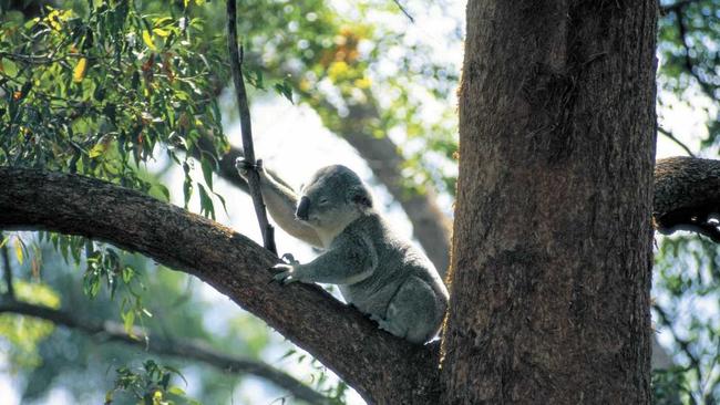 TREE CHANGE: Ruth Lewis said koalas would have a positive future if new developments were well planned.