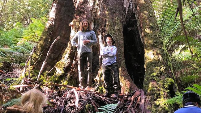 The fight to save a ‘priceless’ slice of forest. Picture: Supplied