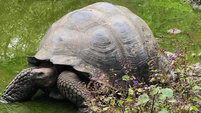 The endangered giant tortoise is an icon of the Galapagos. Picture: Penny Hunter