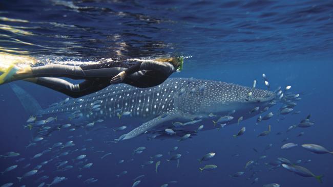 Ningaloo Reef near Exmouth, Western Australia.