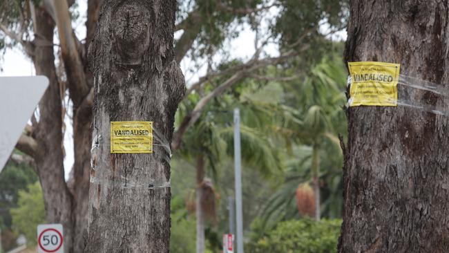 Two box trees that have been poisoned on the corner of Anthony Ave and Faraday Rd, Padstow. Picture: Timothy Clapin