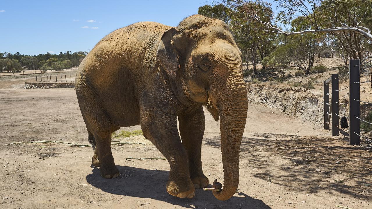 Burma the elephant exploring Monarto Safari Park. Picture: Matt Loxton