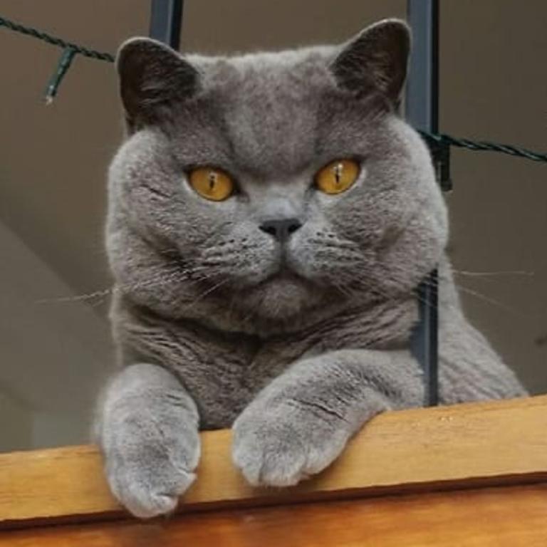 Archie keeping an eye on things. Picture: Rachel Nibbs. Cutest cats in Wynnum.