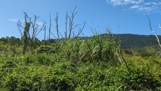 The current state of the land proposed for the Funnel Bay Resort. Picture: Estelle Sanchez