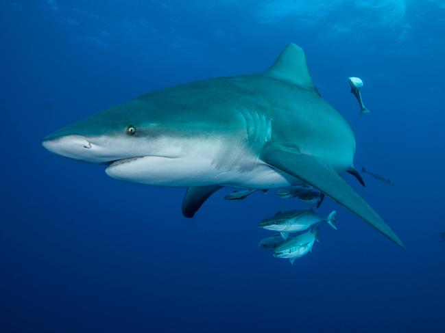 Bull shark with remoras, or ‘suckerfish’, attached. Picture: Ryan Daly.