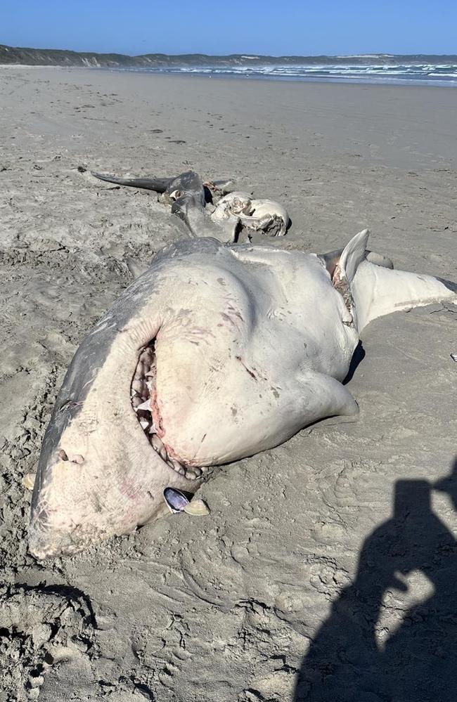 The shark’s entire middle section was eaten out. Picture: Portland Bait and Tackle