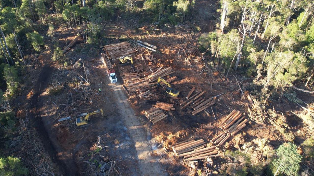 Sustainable Timber Tasmania logging at coupe CC119A, subject to current court proceedings. Picture: Blue Derby Wild