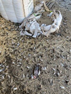 Farmers are also reporting mice ruining 