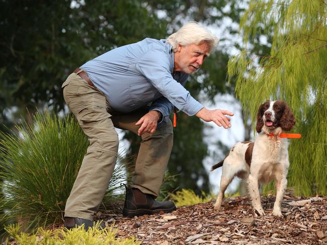 Austin with Tommy, the working line English springer spaniel. Tommy has been trained to find Koalas who have survived the bushfires. Picture: David Swift