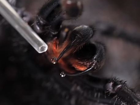 Australian Reptile Park seeking funnel web spider donations. Picture: Supplied