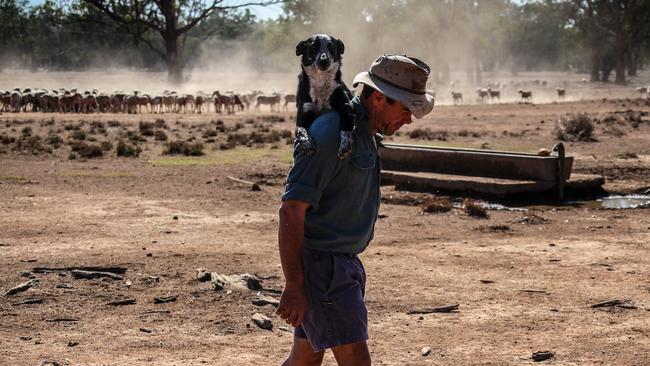 Australian farmer Richard Gillham carries his tired dog on his shoulder